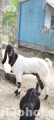 তোতাপুরি খাশি ছাগল